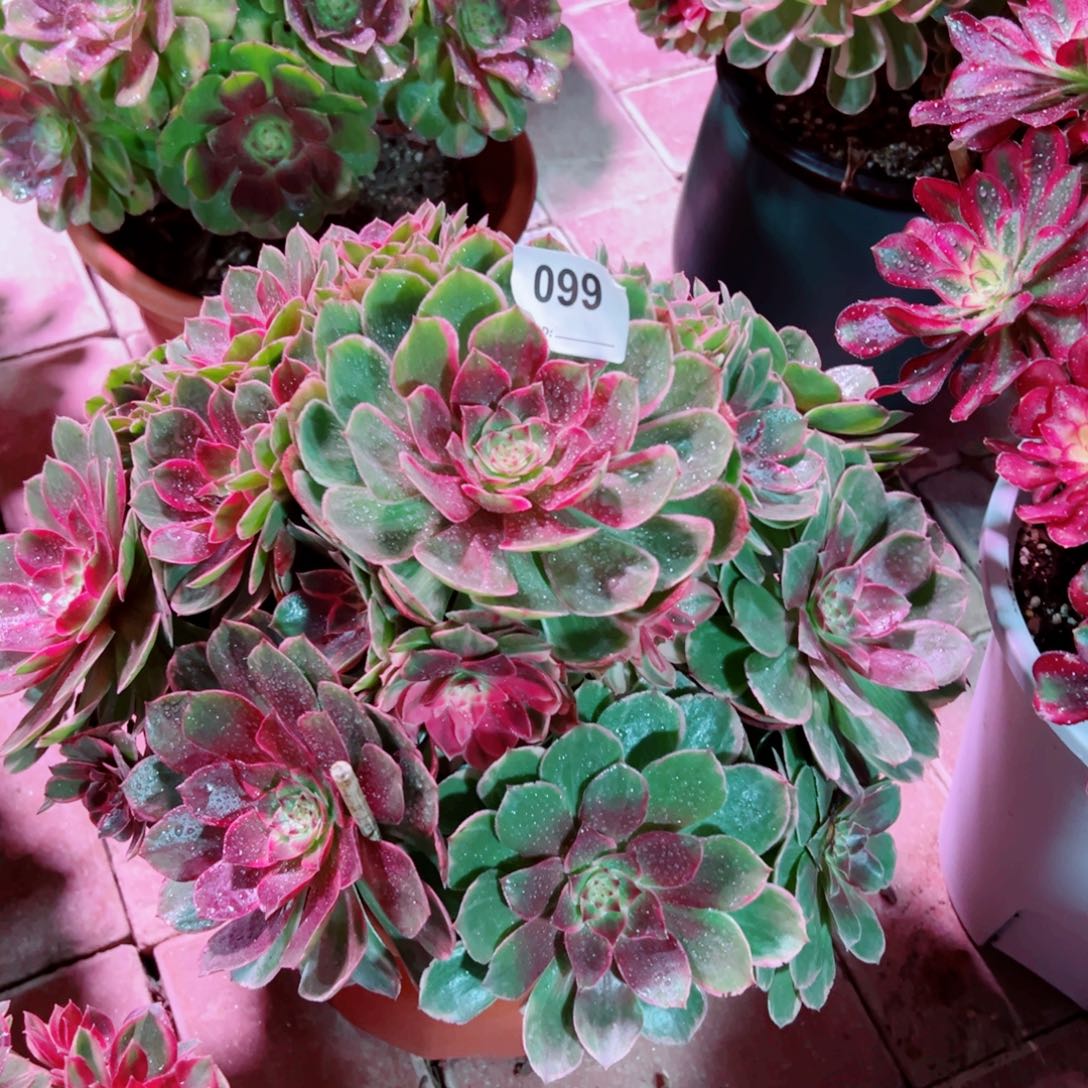 99莲花座法师多肉植物