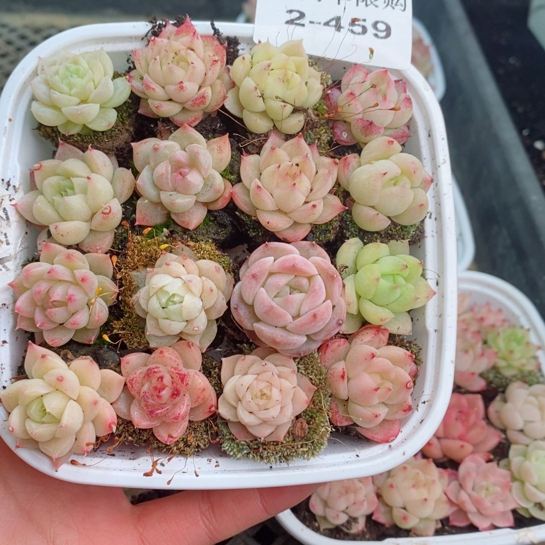 2-459 新疆西藏内蒙不发其他一单包邮两到三公分多肉