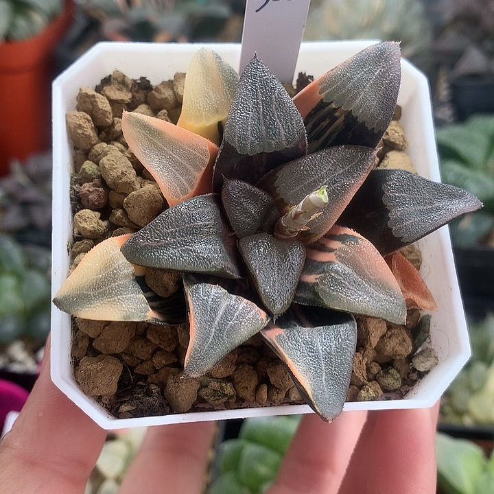 实生克锦一物一拍