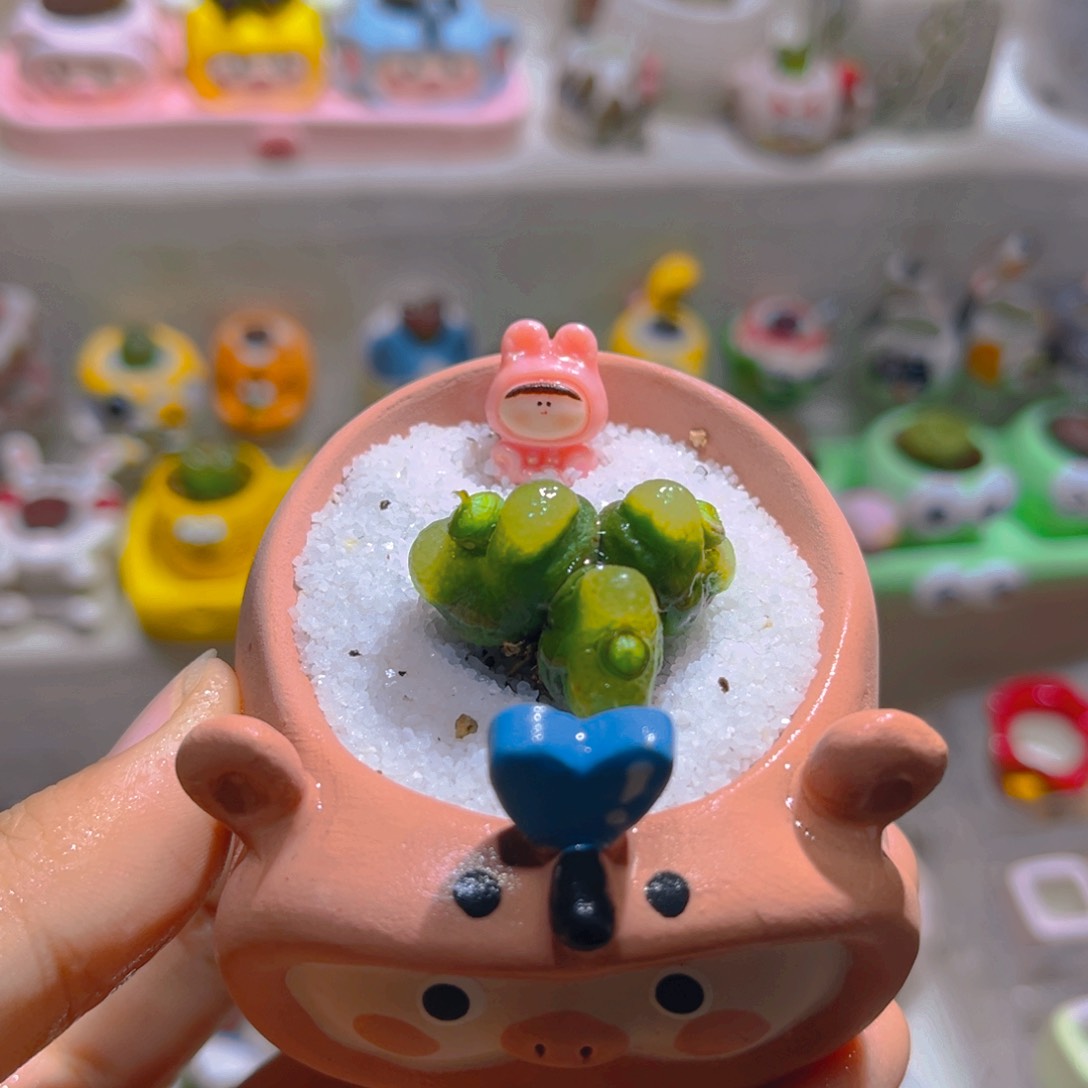 022高端多肉带盆土一套48