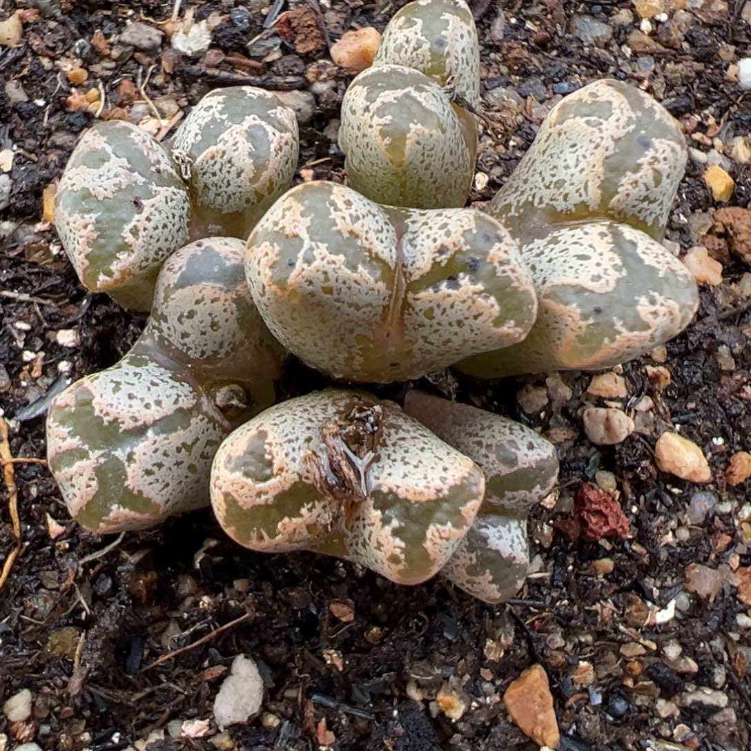 1.26好看的多肉772