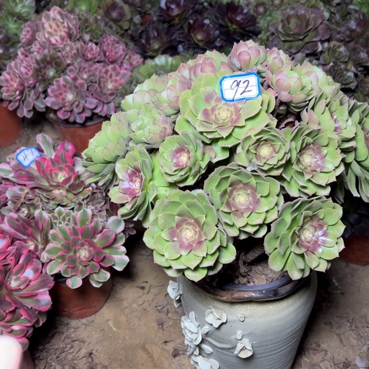 M***m多肉植物沙拉碗法师92