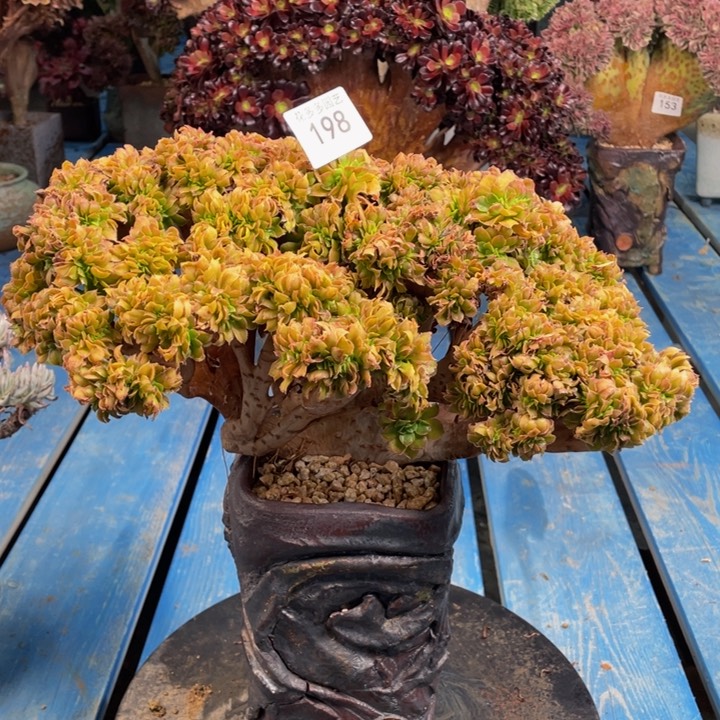 198阿道夫法师缀化