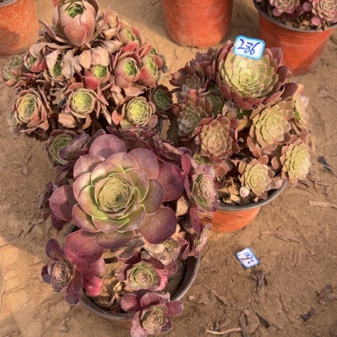 286多肉植物组合，