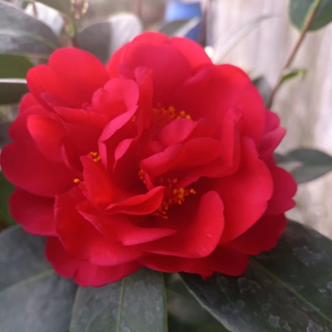 90 - 110cm高四季山茶花原土原盆发货四季开花植物