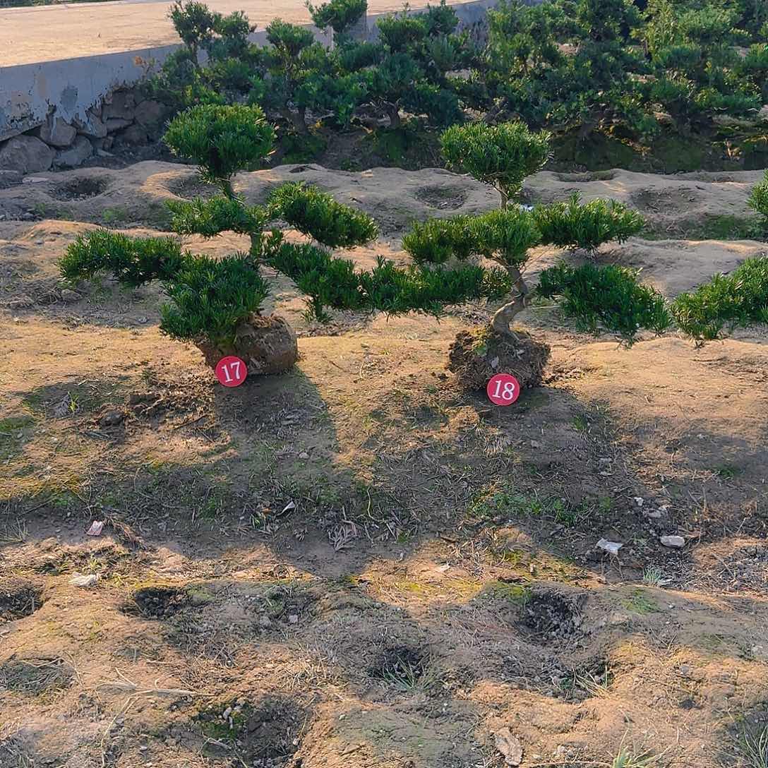 英***姐无花朵罗汉松盆景艺术