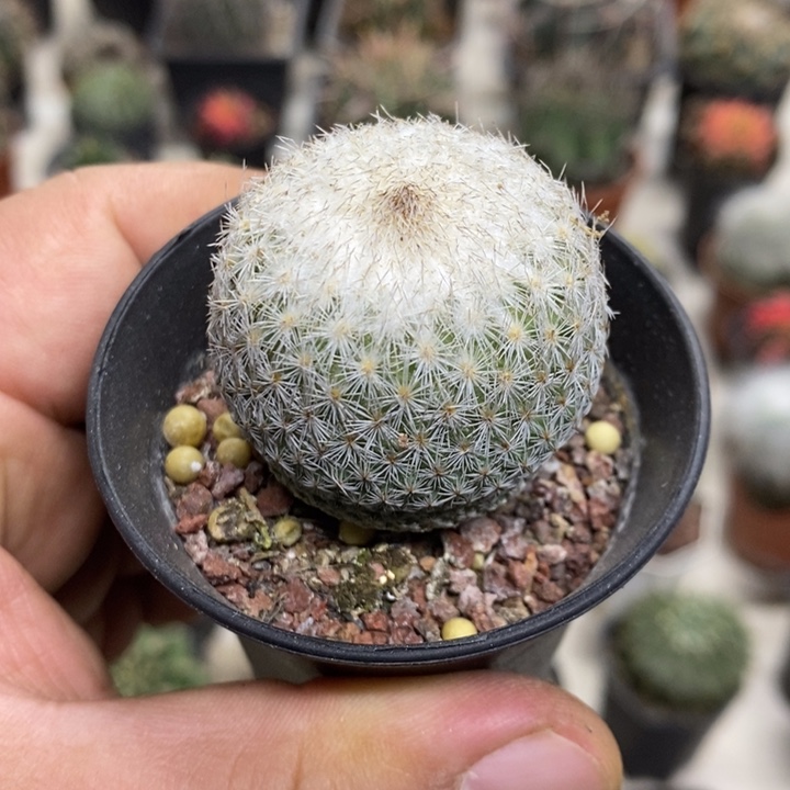 大号月世界特价福利