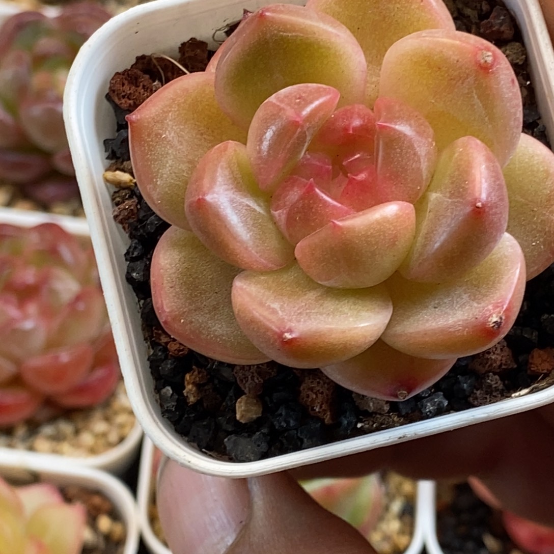 天官赐福百无禁忌