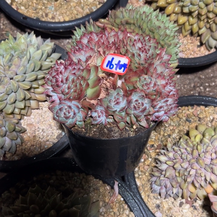 菜***花精品多肉植物老桩