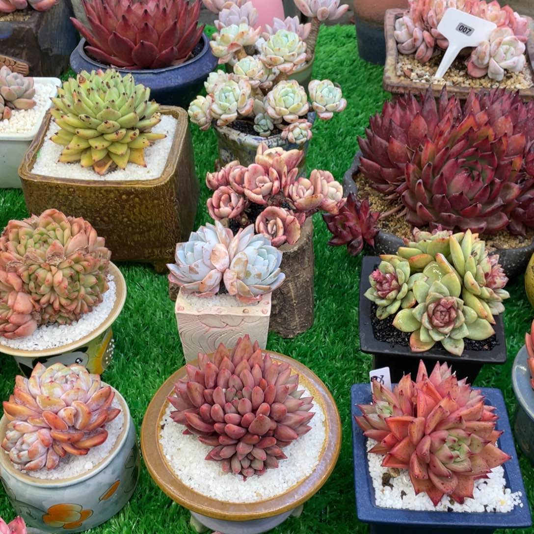 多肉植物多肉植物多肉