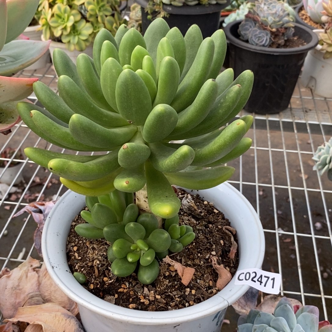 2471金蝉多头一物一拍