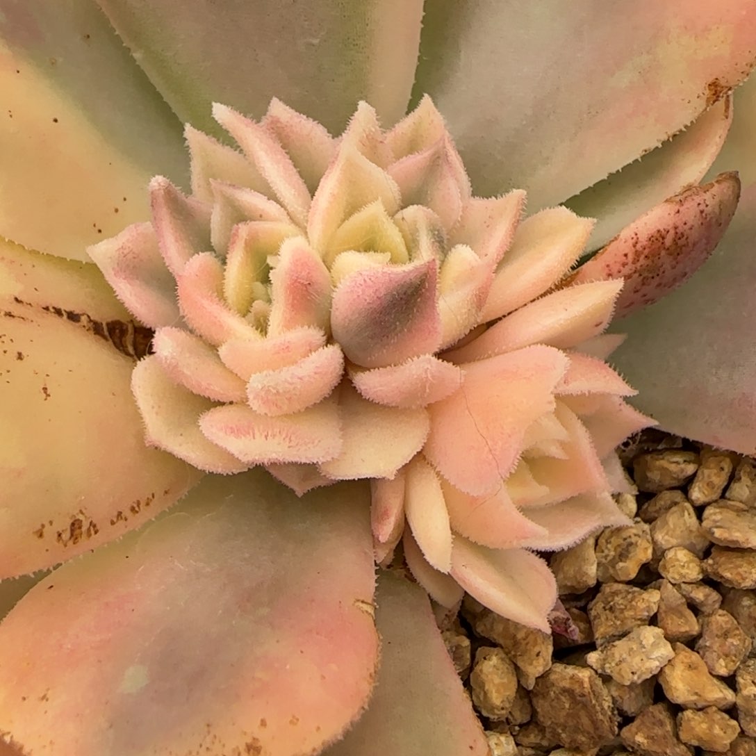 ?*?棕玫瑰锦  多肉植物