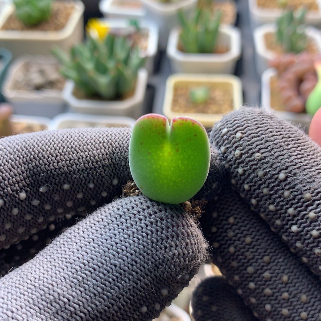 886毛少将母本一颗