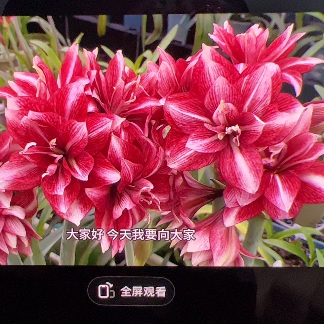 朱顶红紫砖拍品1号