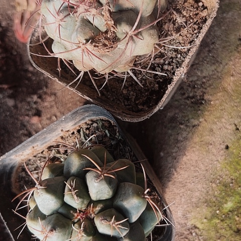 1094处理木心根瑕疵仙人球