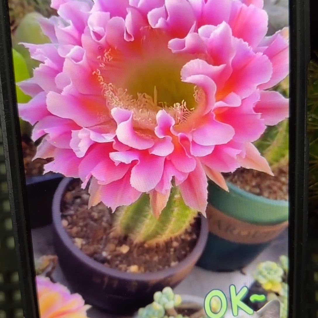 芸羽彩侧牙20包邮仙人球24