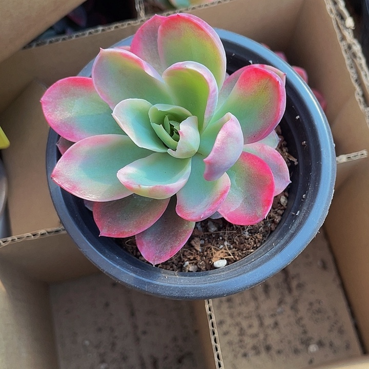 维拉锦90盆带盆土发