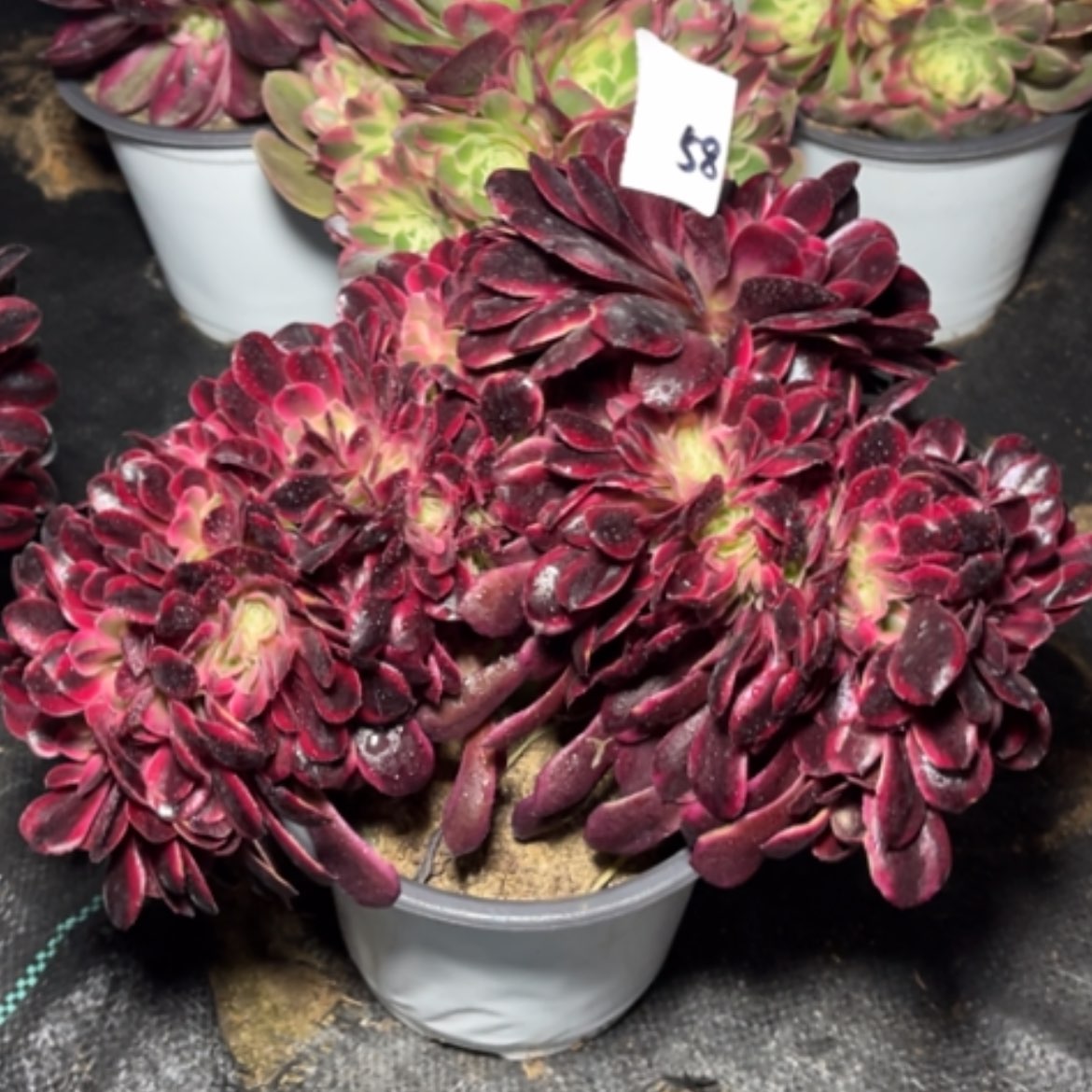 【闪购商品】58美杜莎缀多肉法师