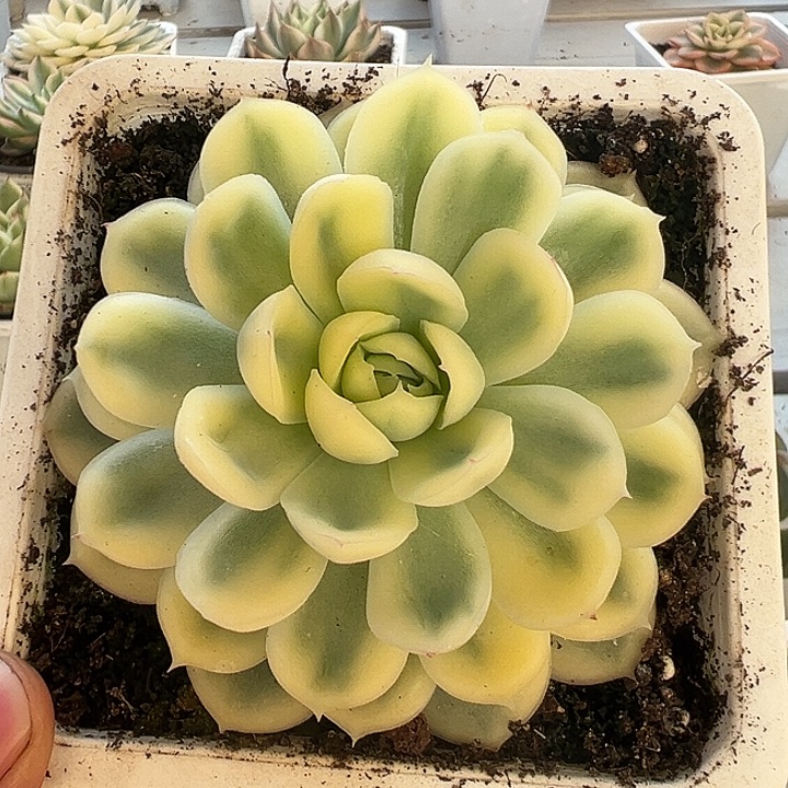 草莓冰锦多肉植物1035号