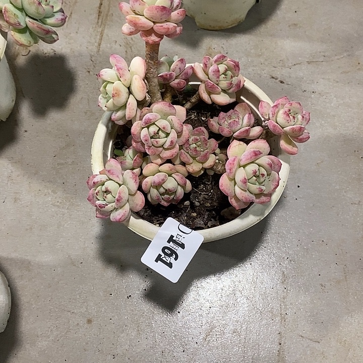 肥***猫161香草多肉植物多肉