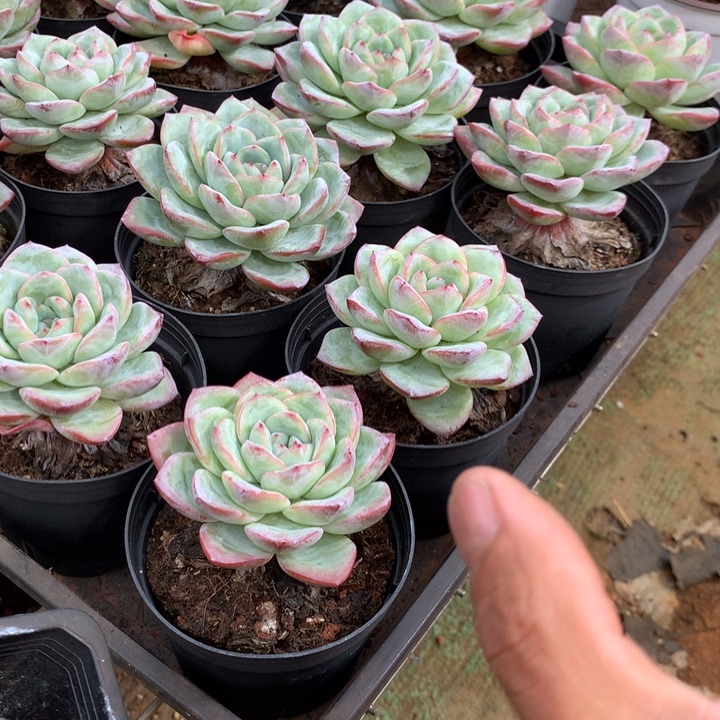 老桩泡芙多肉植物两单包邮