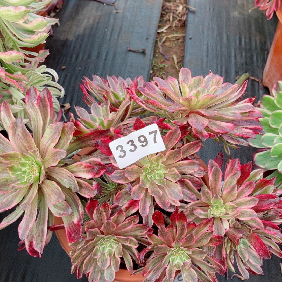 皱叶仙墨不售后多肉发货