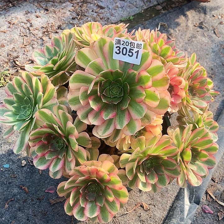 3051 一颗雨河法师