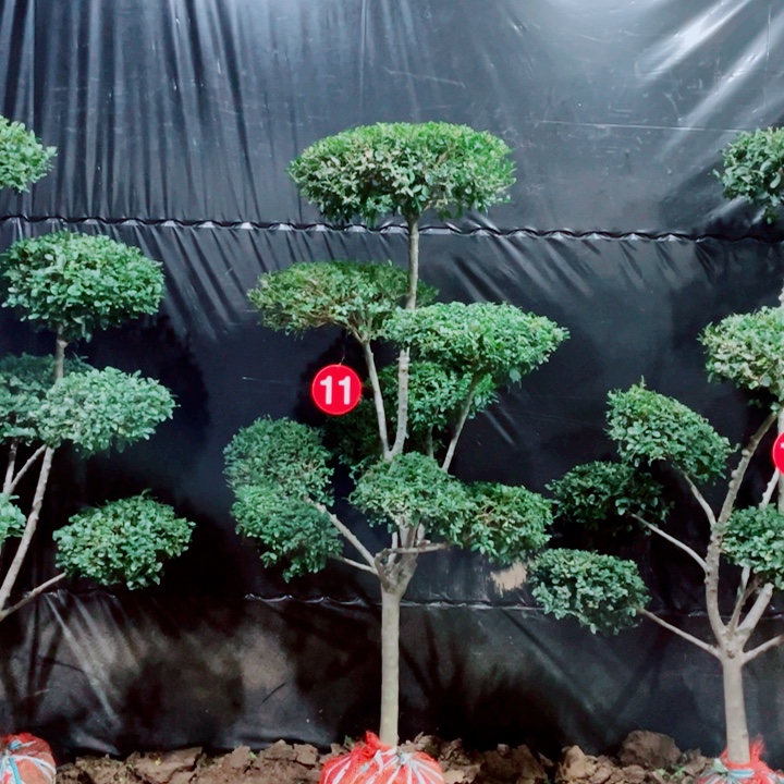 无花朵一物一拍一物一拍