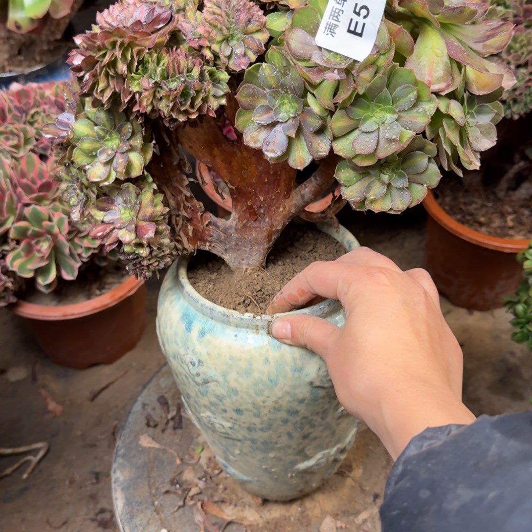 518抹茶缀化法师多肉