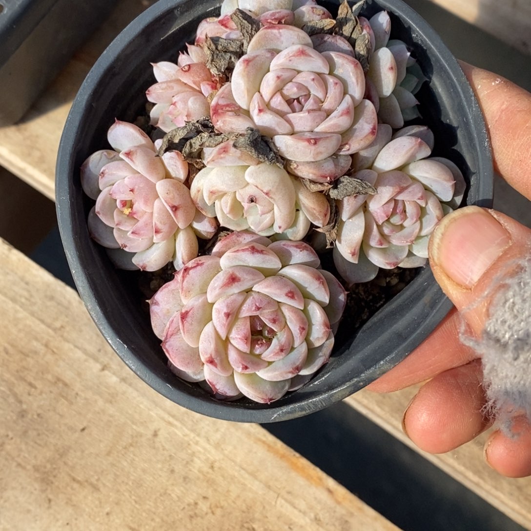 精品多肉一物一拍不包整106