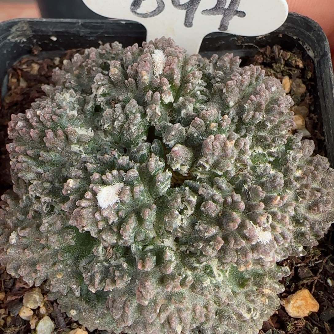 自根菜花牡丹仙人球