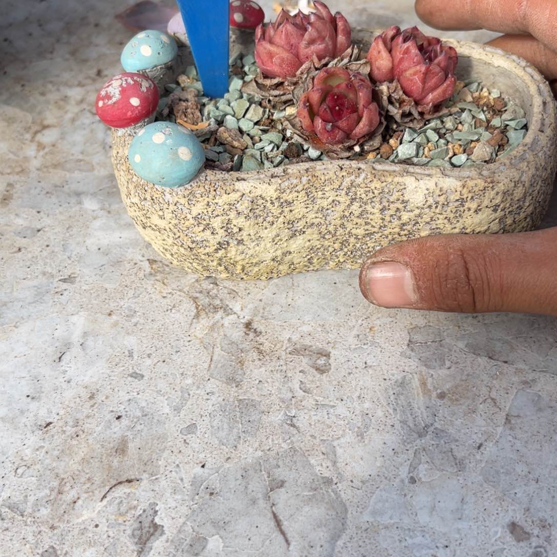 予****.188脚压子多肉