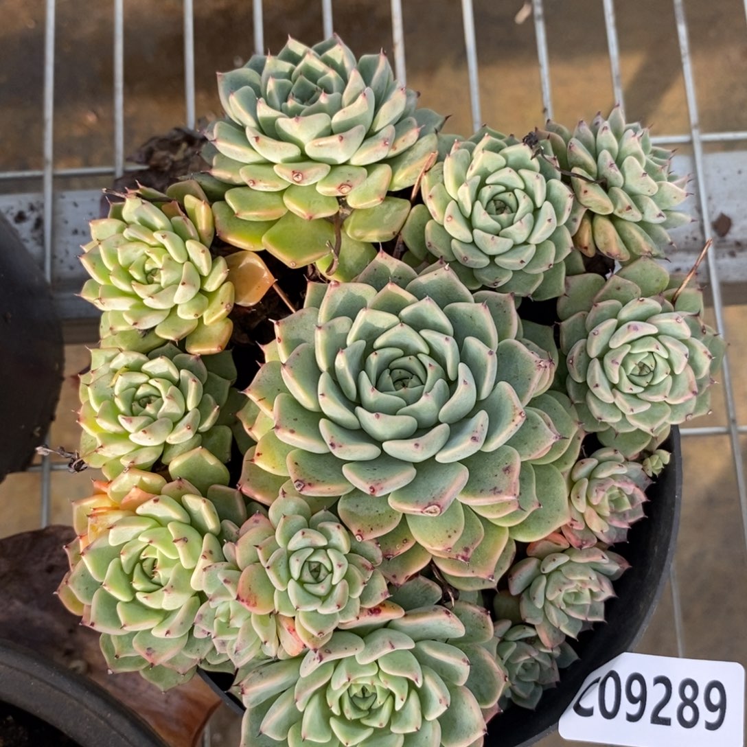 9289裟罗姬牡丹一物一拍