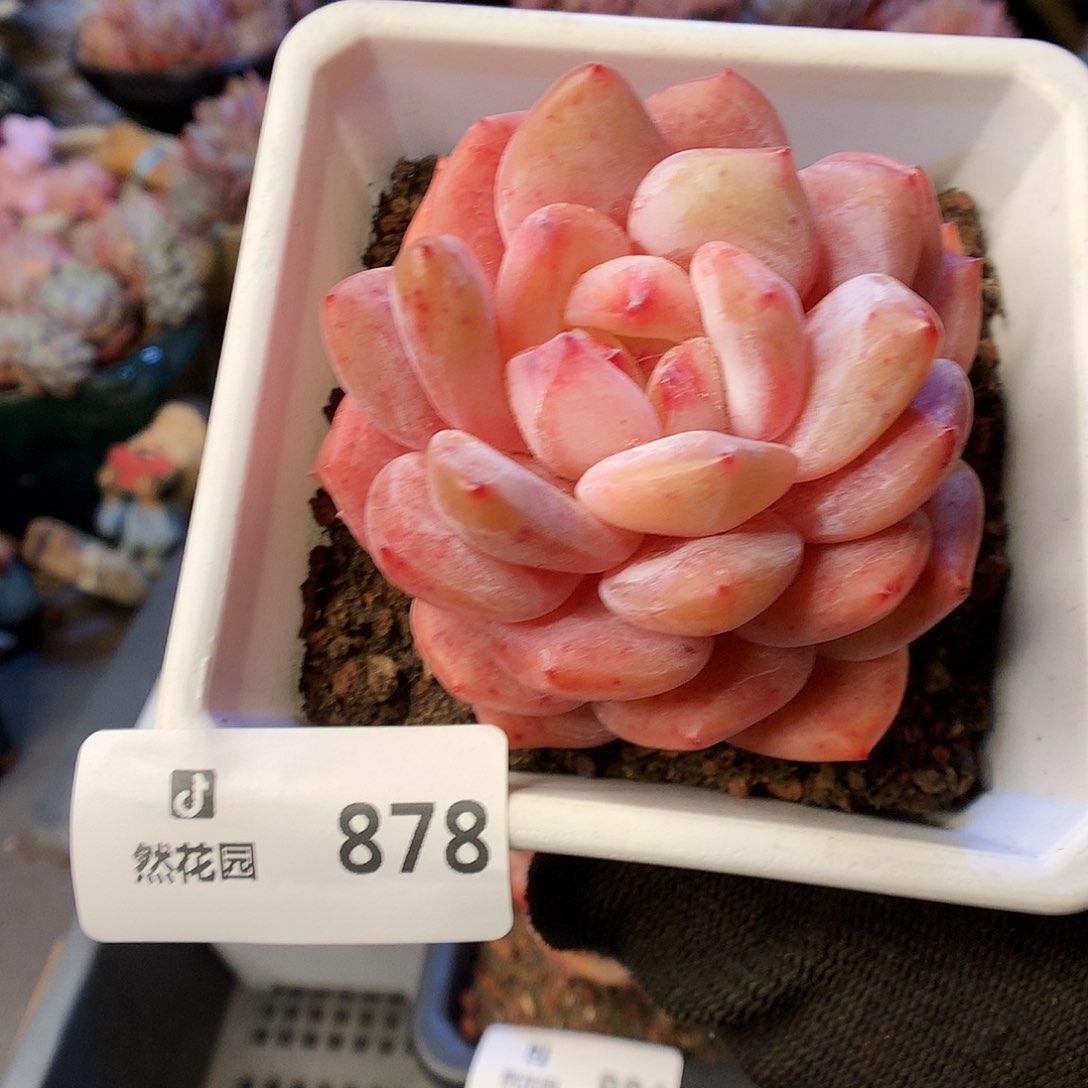 878雪天使多肉植物6666