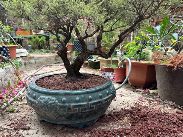 岭南盆景海岛自然造型长短针岗松盆景