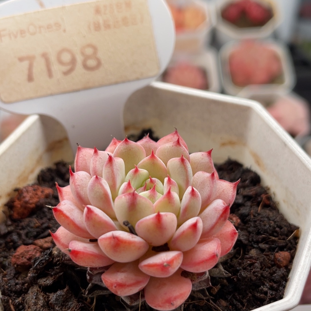 白姬莲7198-3.5厘米