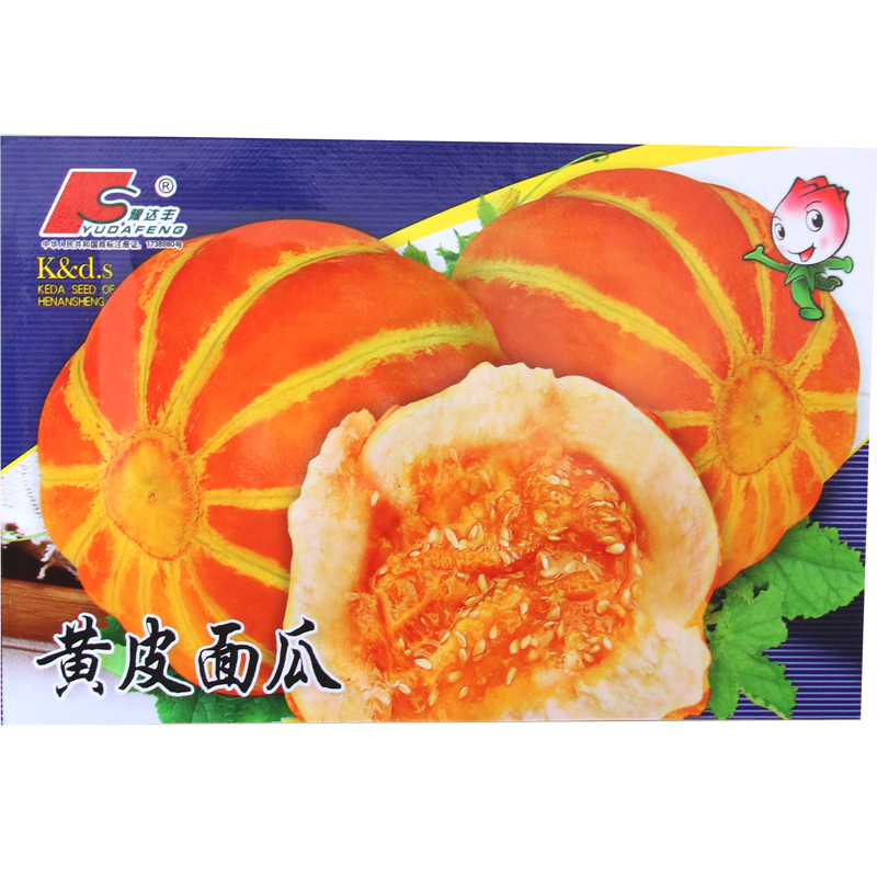 豫达丰黄皮面瓜种子春季早熟甜瓜种子瓜香味浓郁红壤水分很少甜面