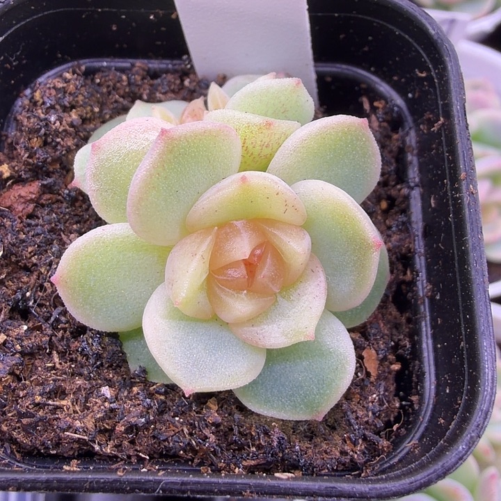 双头冷炫4公分盆口