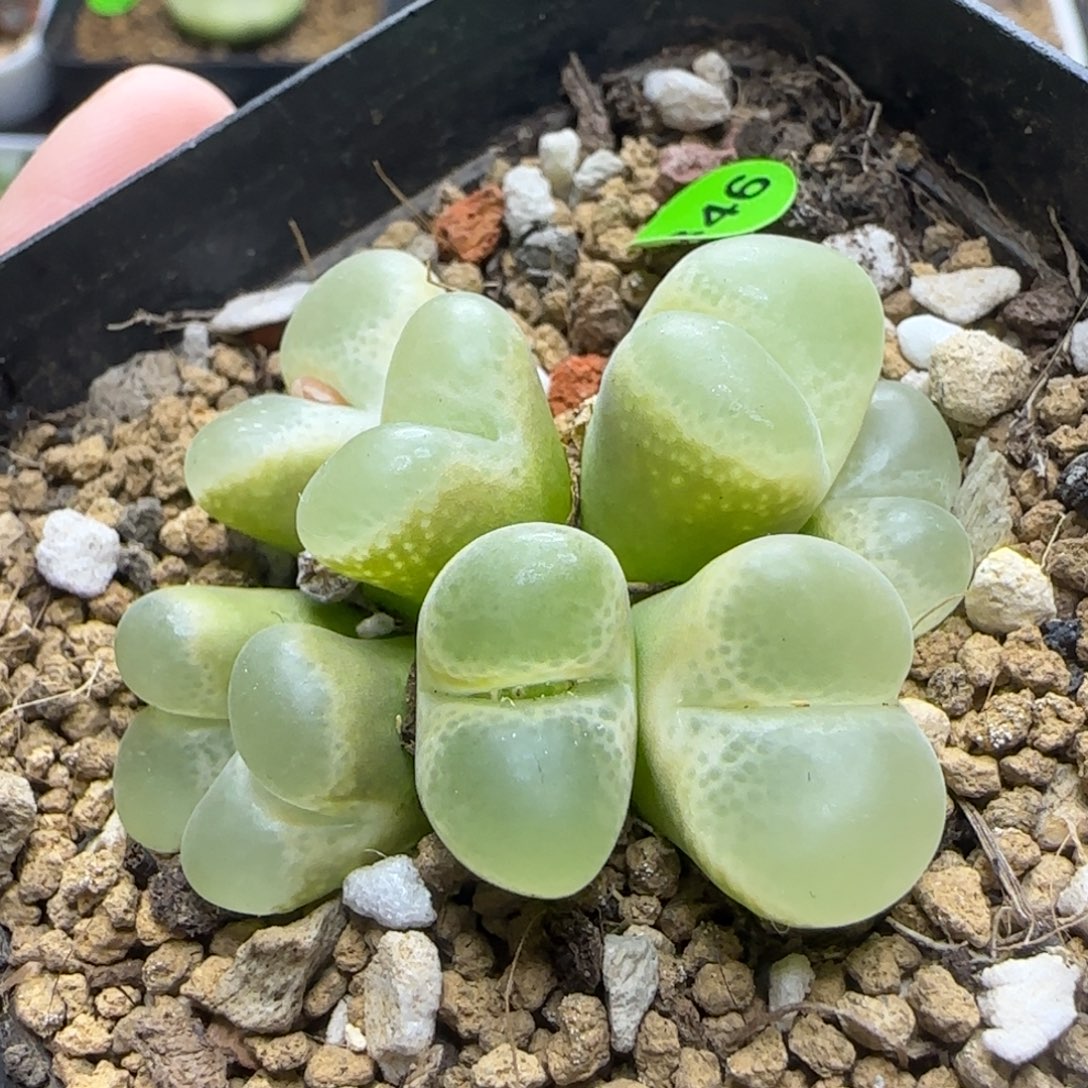 漂亮8头多肉带盆346