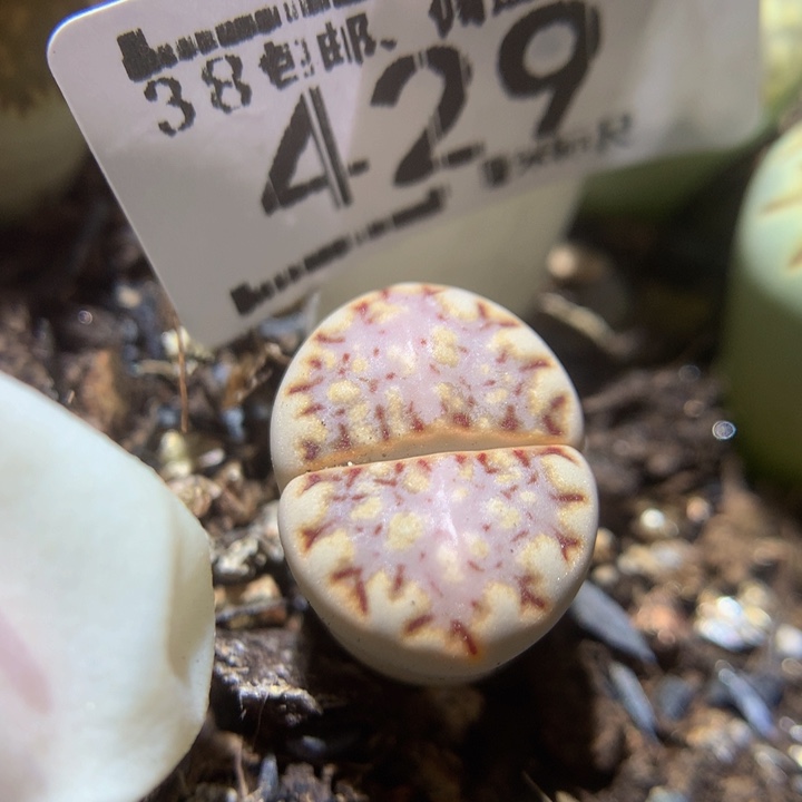 Sss精品生石花429
