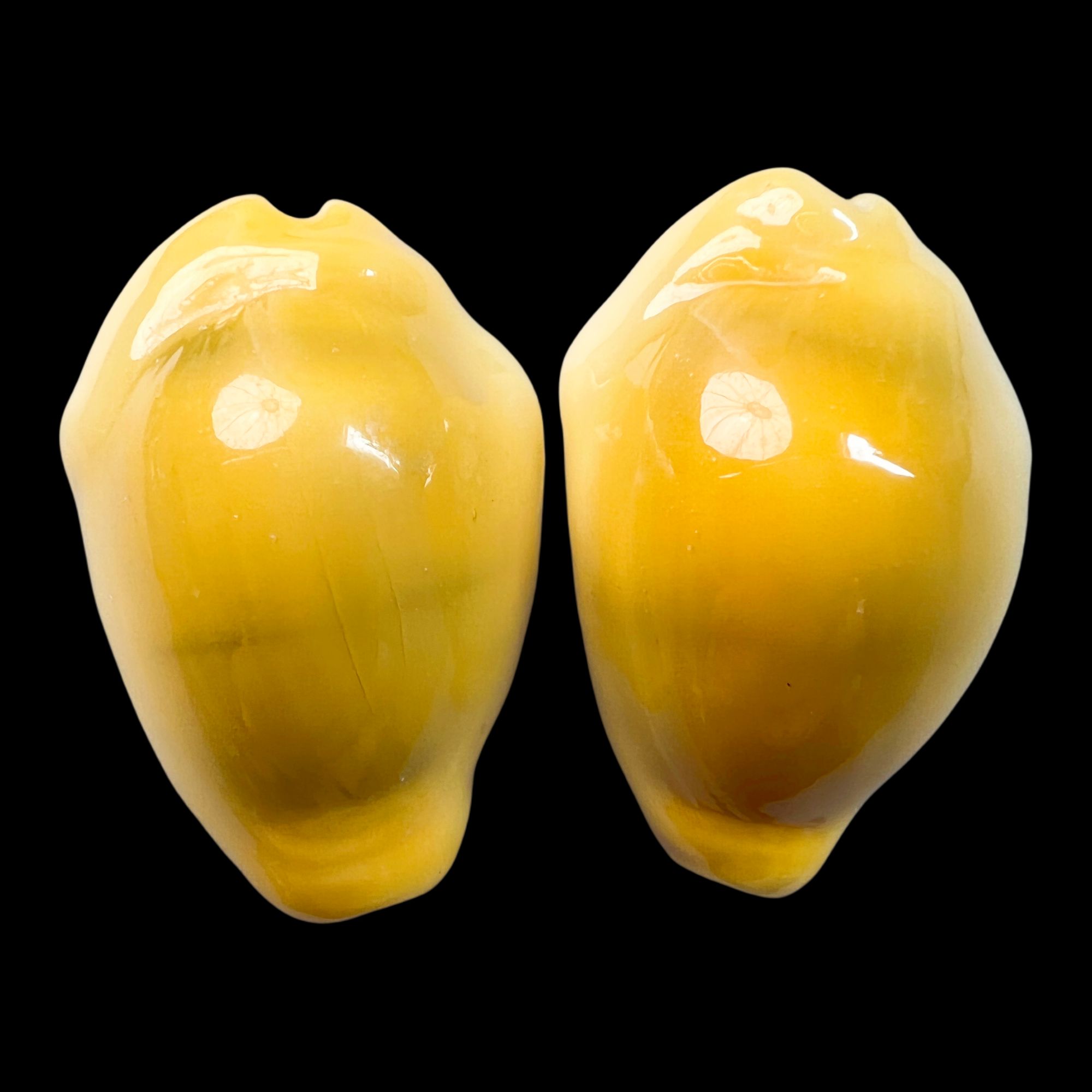 【黄宝螺（浓金 1对）】26.3mm GEM 稀有！产地：印尼 贝壳H3