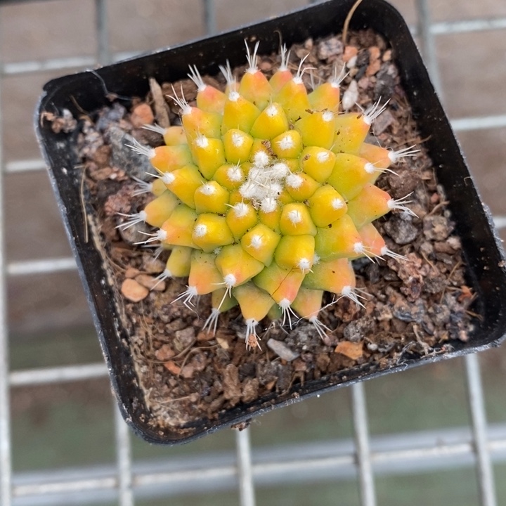 伯克利和格蕾纳等著名的音乐