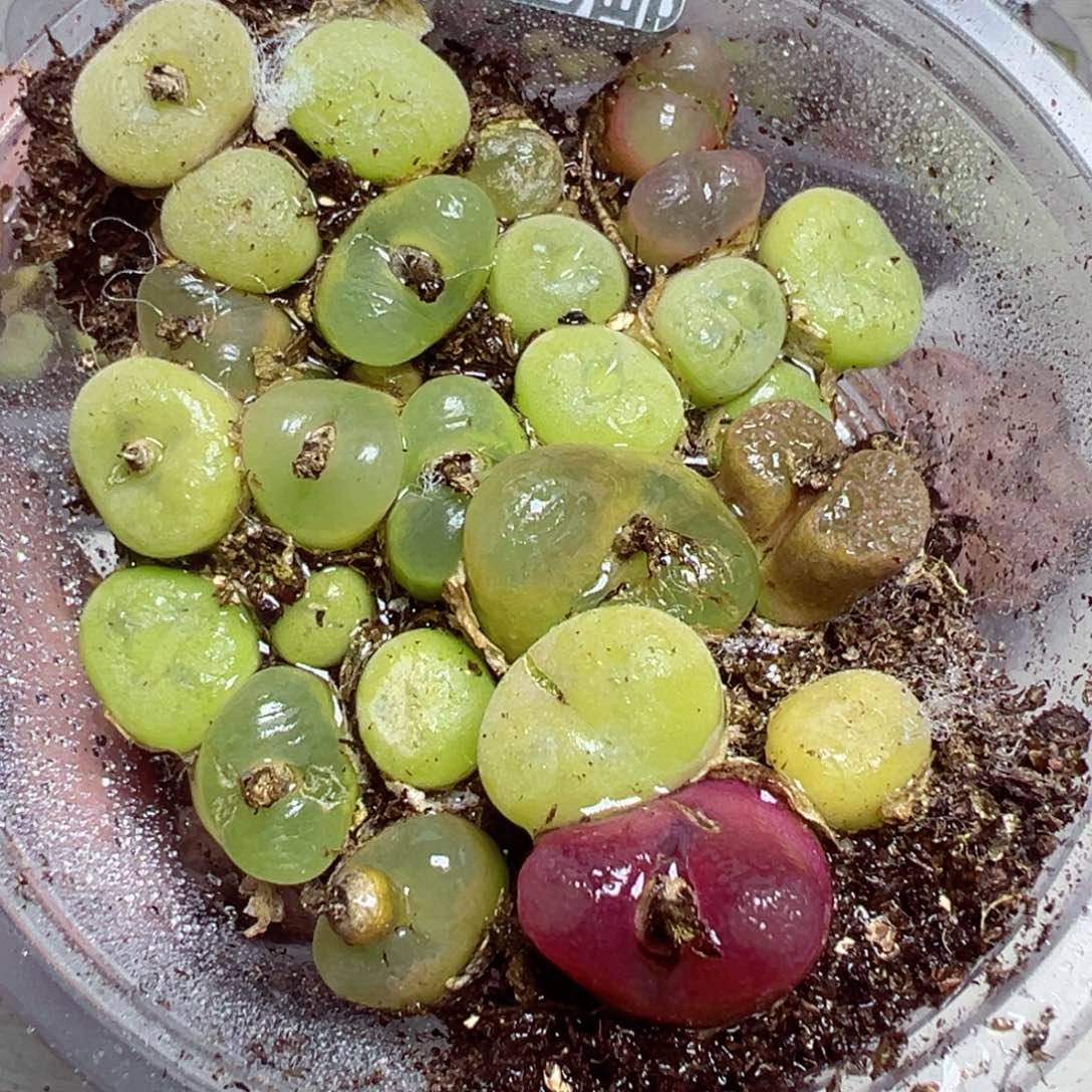 【闪购商品】 645。  