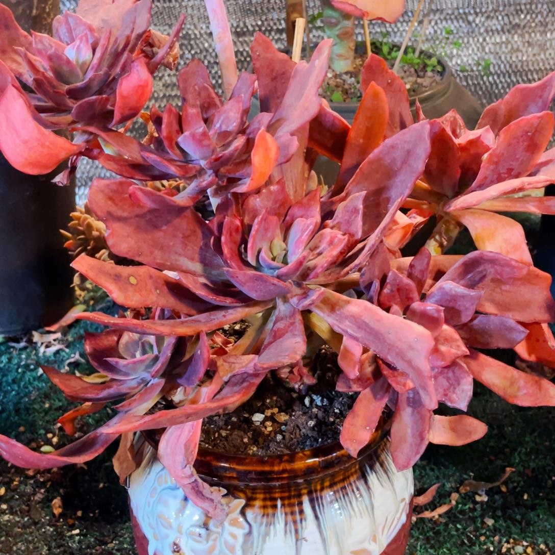 日***升七个头小树状的钻石锦快递包邮