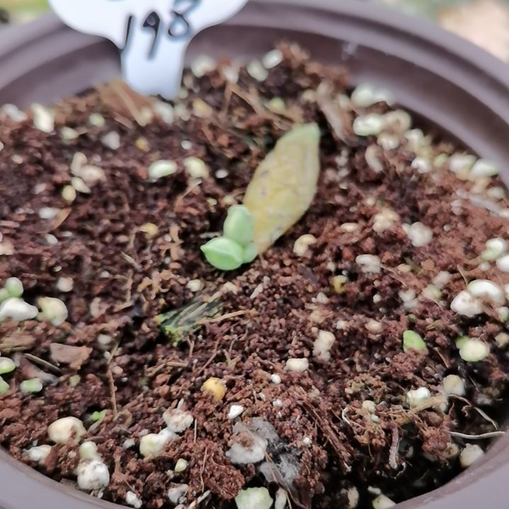 海豹白覆轮锦多肉植物