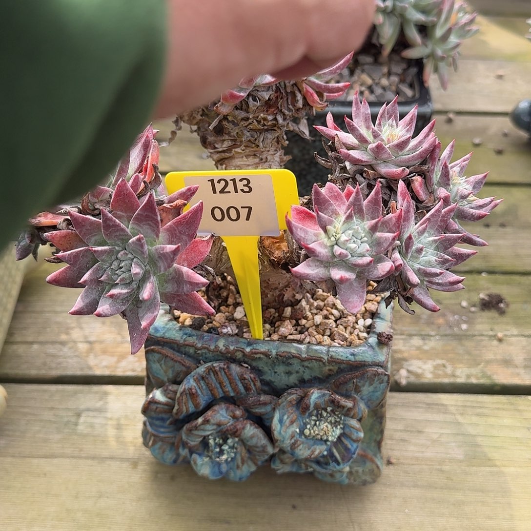 冰***水多肉植物一物一拍1213007