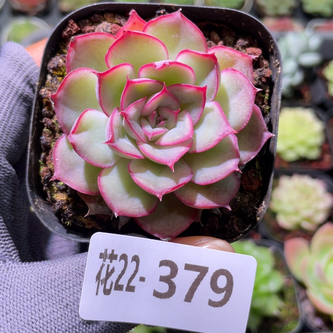花利美22-379猎户座