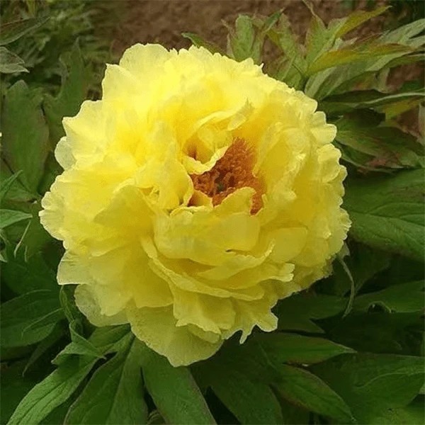 海黄】正宗洛阳重瓣牡丹花苗北方耐寒盆栽地栽室内庭院花卉牡丹苗