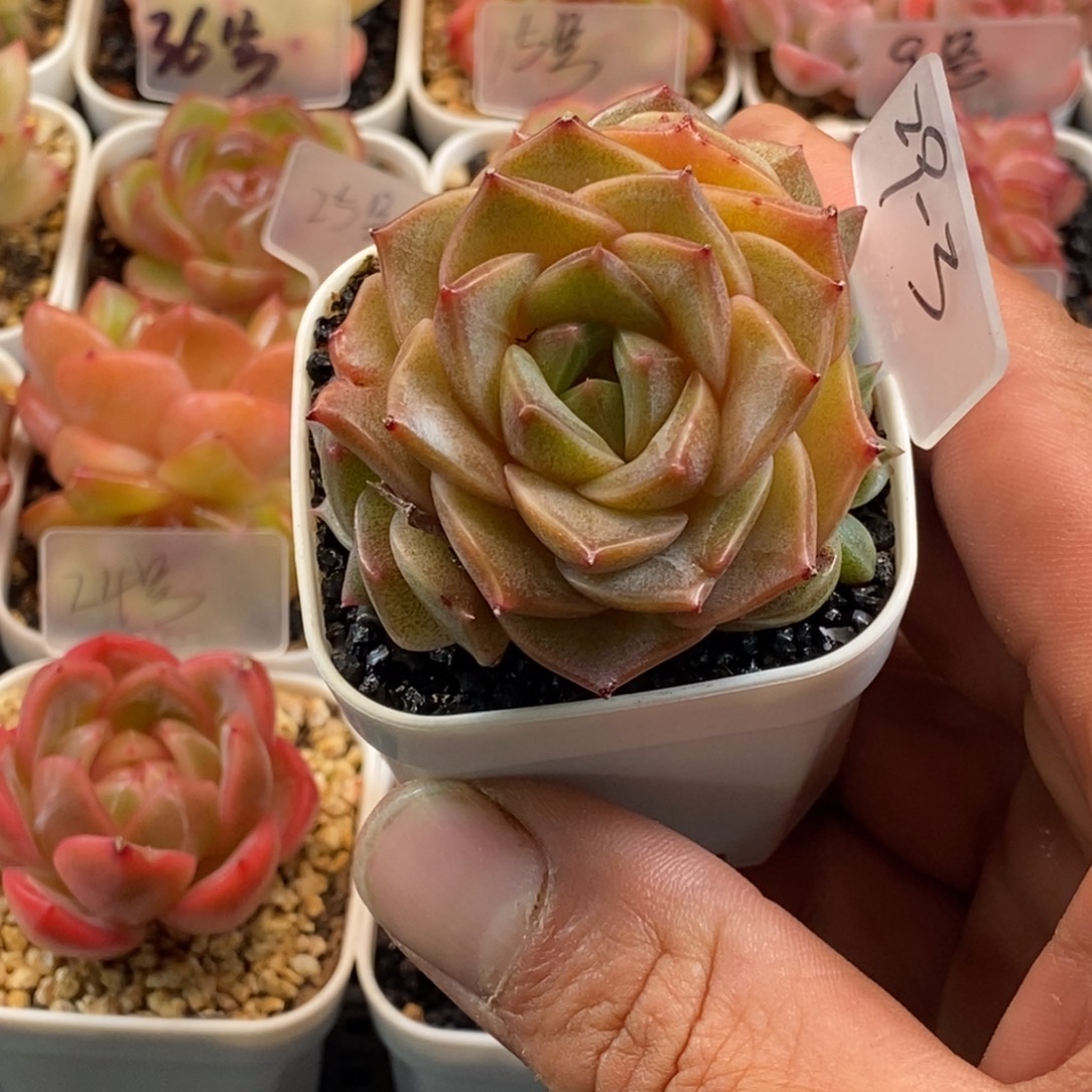 天官赐福百无禁忌