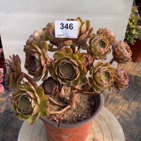 万圣节拉丝一物一拍